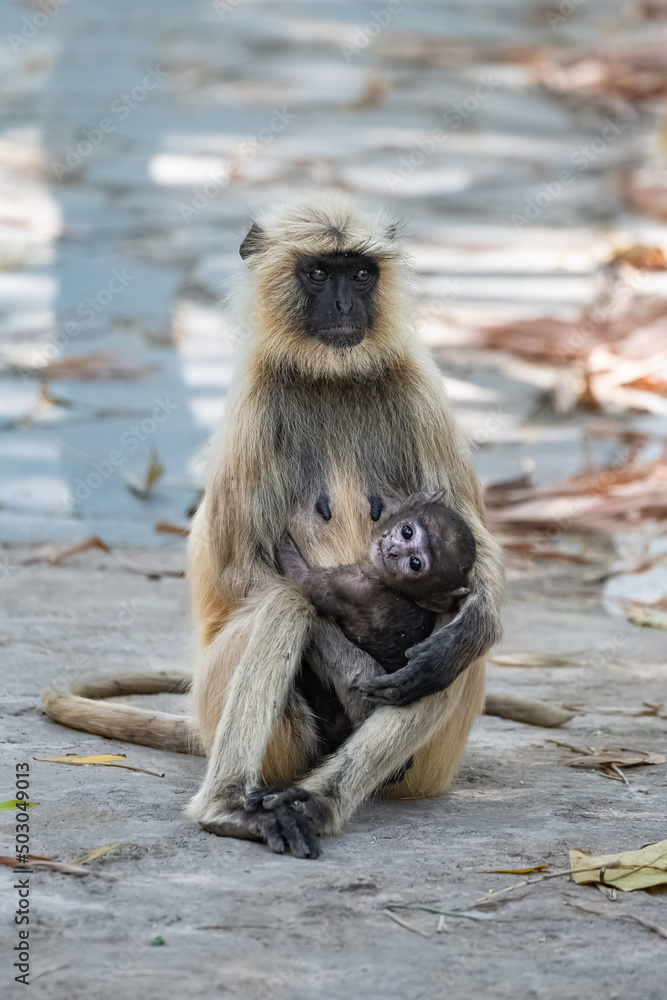 Gray langurs, mother with a baby monkey, India, Madhya Pradesh 
