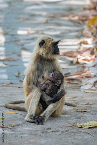 Gray langurs  mother with a baby monkey  India  Madhya Pradesh  