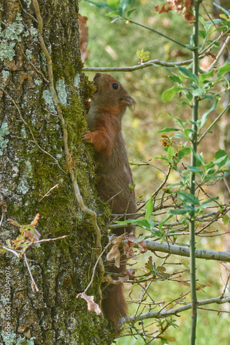 écureuil roux en sologne