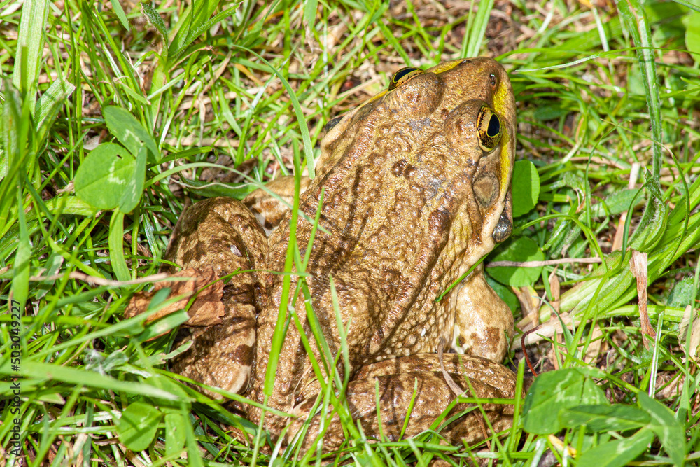 Fototapeta premium gros plan de grenouille verte