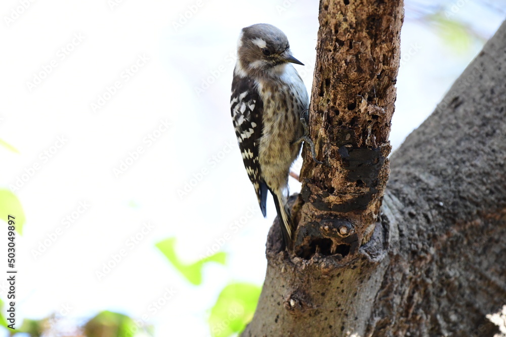 Obraz premium 木の枝を移動するコゲラ