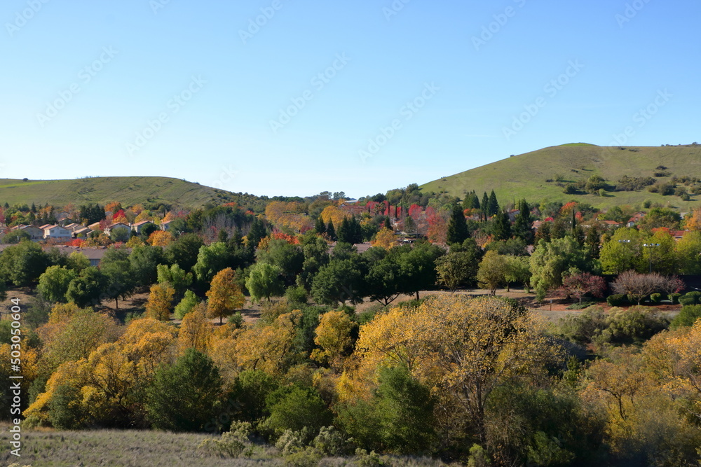 Cottonwood trees in Autumn near San Francisco, California