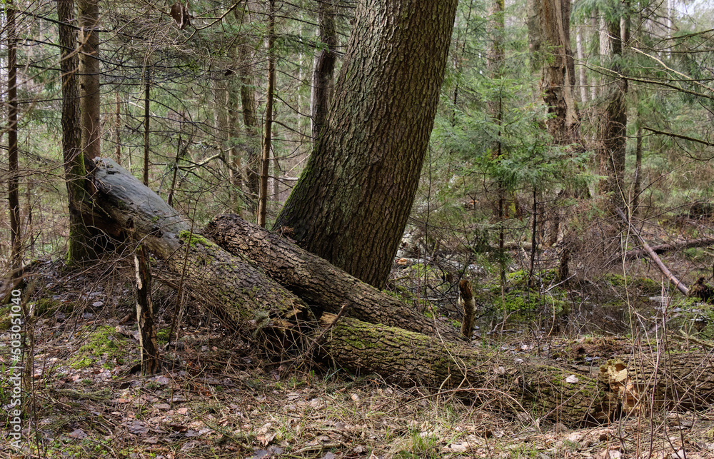 Broken alder tree next to spruce Broken alder tree next to spruce