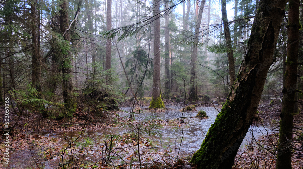 Obraz premium Springtime alder-bog forest in rainfall