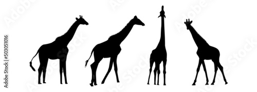 Set of giraffe black silhouettes illustration
