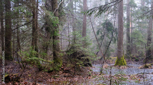 Εκτύπωση καμβά Springtime alder-bog forest in rainfall