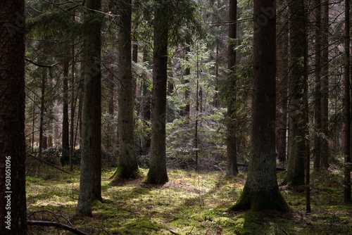 Springtime coniferous forest tree stan in sun