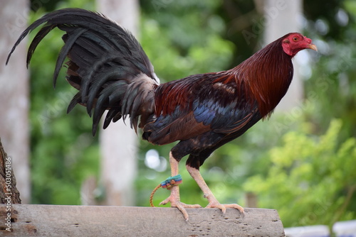 Big rooster in the Philippines photo