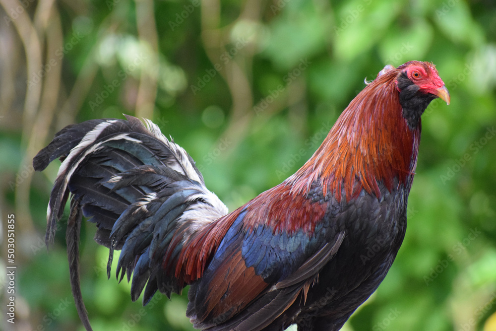 Big rooster in the Philippines Stock Photo Adobe Stock