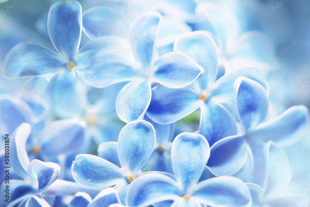 blue background lilac flowers abstract, spring season light texture