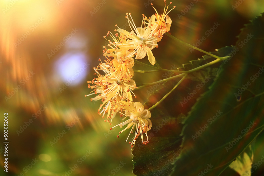 linden flowers macro on a branch spring flower linden flowers macro on a branch spring flower
