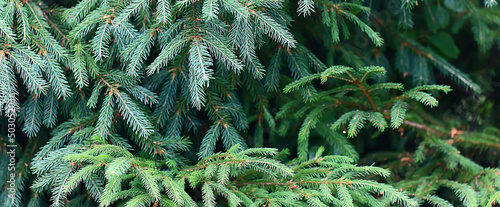 green fresh fir branches seasonal background forest