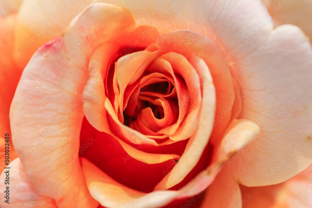 Fototapeta premium 薔薇