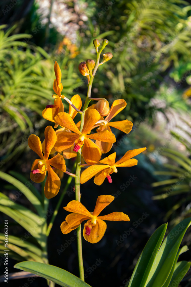 Obraz premium flowers in the garden