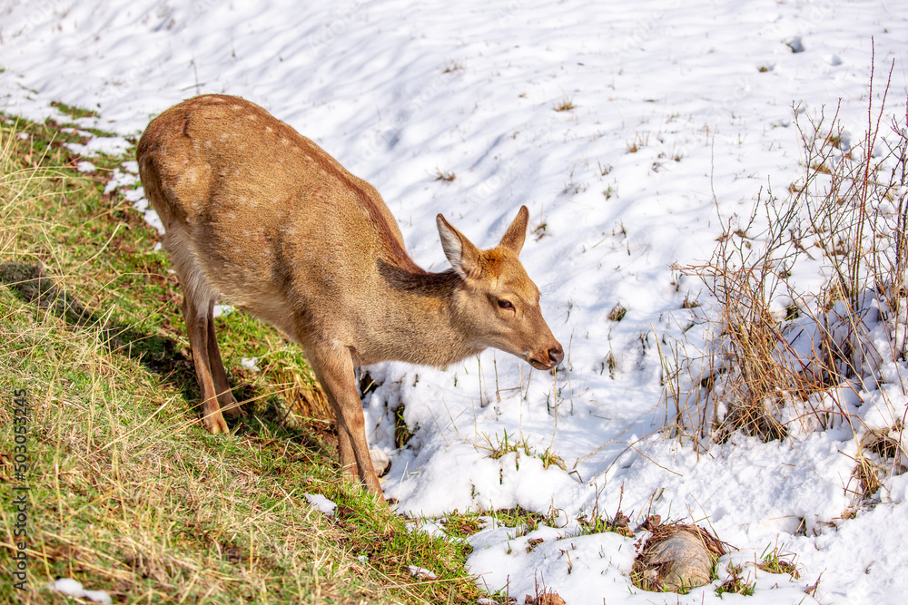 Beautiful spotted deer in the mountains against the background of green grass and snow. Fairytale spring landscape with wild animals. Beautiful spotted deer in the mountains against the background of green grass and snow. Fairytale spring landscape with wild animals.
