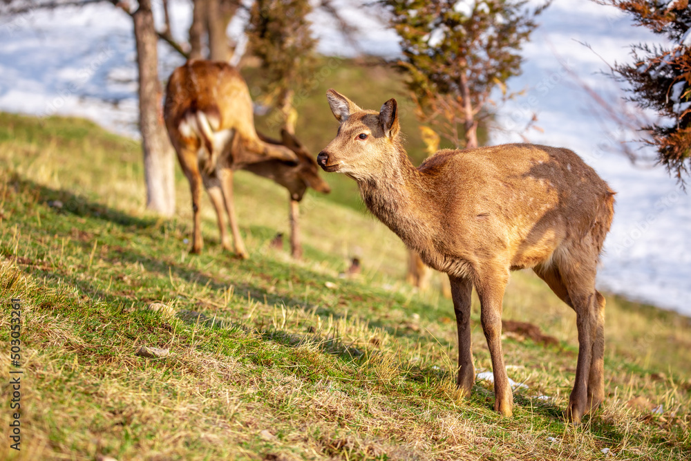 Beautiful spotted deer in the mountains against the background of green grass and snow. Fairytale spring landscape with wild animals. Beautiful spotted deer in the mountains against the background of green grass and snow. Fairytale spring landscape with wild animals.