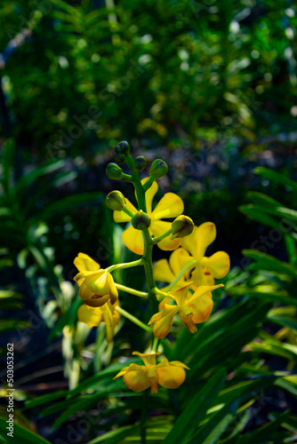 yellow flowers © Atit