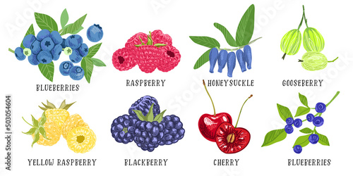 Set of garden berries, blueberry blackberry raspberry