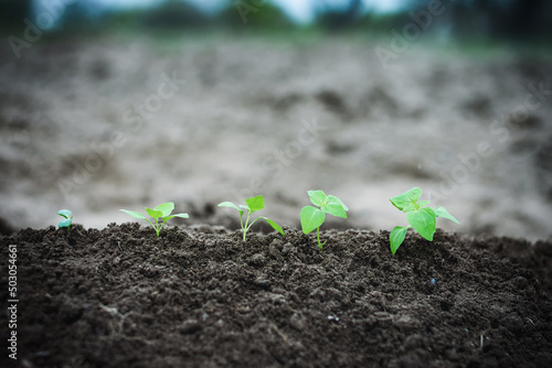 Agriculture. Growing plants. Plant seedling. Hand nurturing and watering young baby plants growing in germination sequence on fertile soil with natural green background