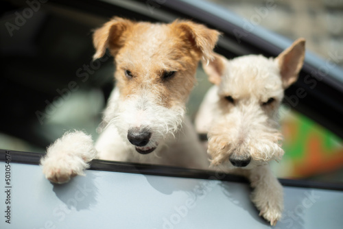 Two dogs are looking out of car window. Two pets in transport. Animal in car.