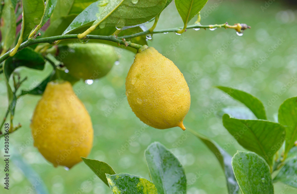 closeup on yellow lemon growing in the tree in  a garden
