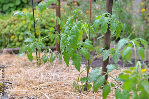 young tomato plant growing in a vegetable garden whose soil has been covered ...