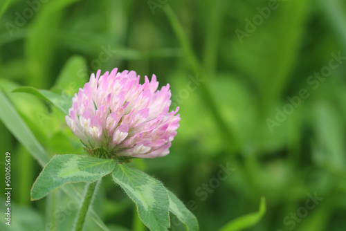 緑色の雑草が茂る中、丸く満開のムラサキツメクサのアップ。左寄り