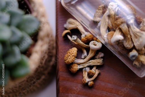 Dry Psilocybe Cubensis mushrooms on a wooden board surrounded by indoor plants. Life style microdosing concept. photo