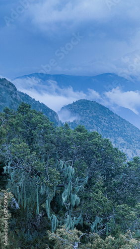 saudi arabia naturel forest in asir region photo