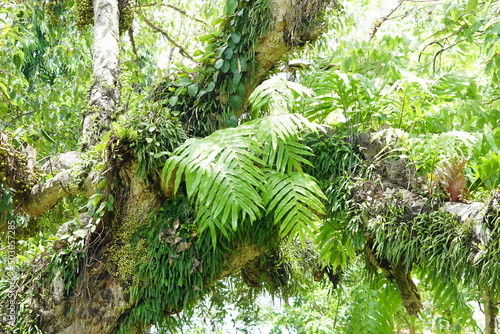 fern tree clings to a large tree.