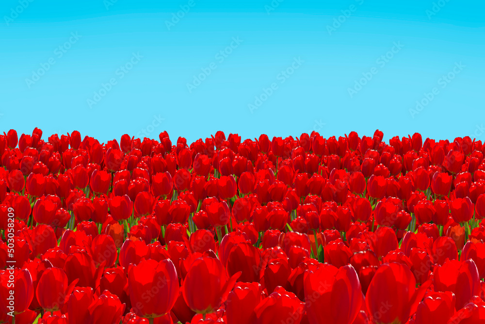 Glade with blooming red tulips against the blue sky.