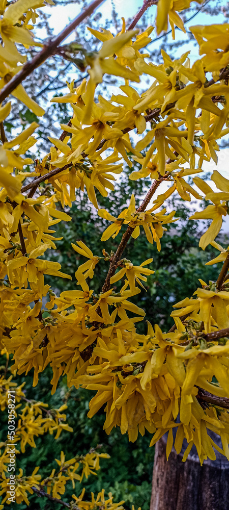 Bright yellow Forsythia bush flowers in the garden in spring season close up.