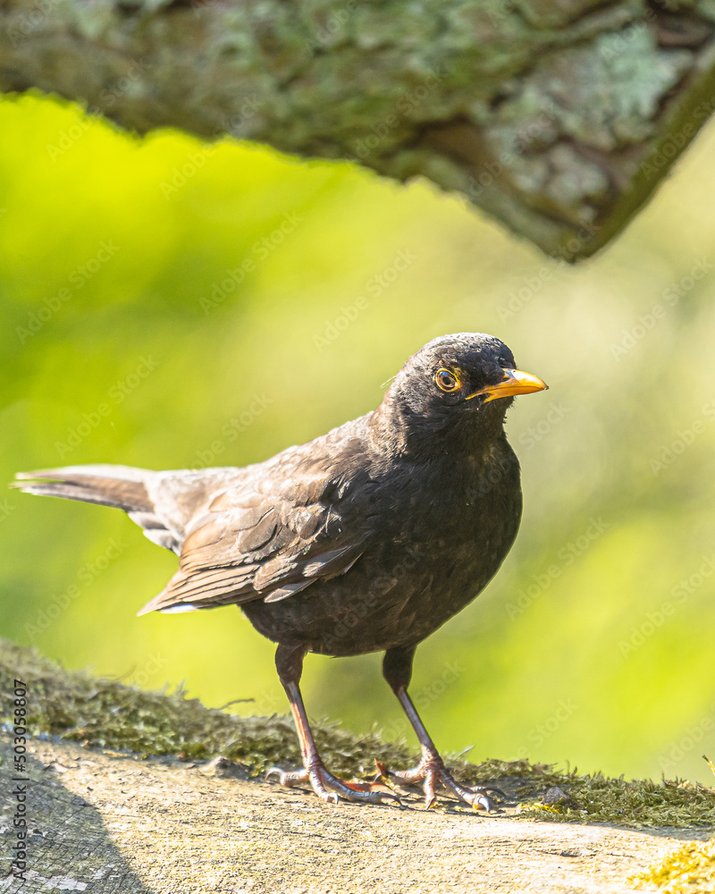 Eine Amsel im Sonnenschein am frühen Morgen! Eine Amsel im Sonnenschein am frühen Morgen!