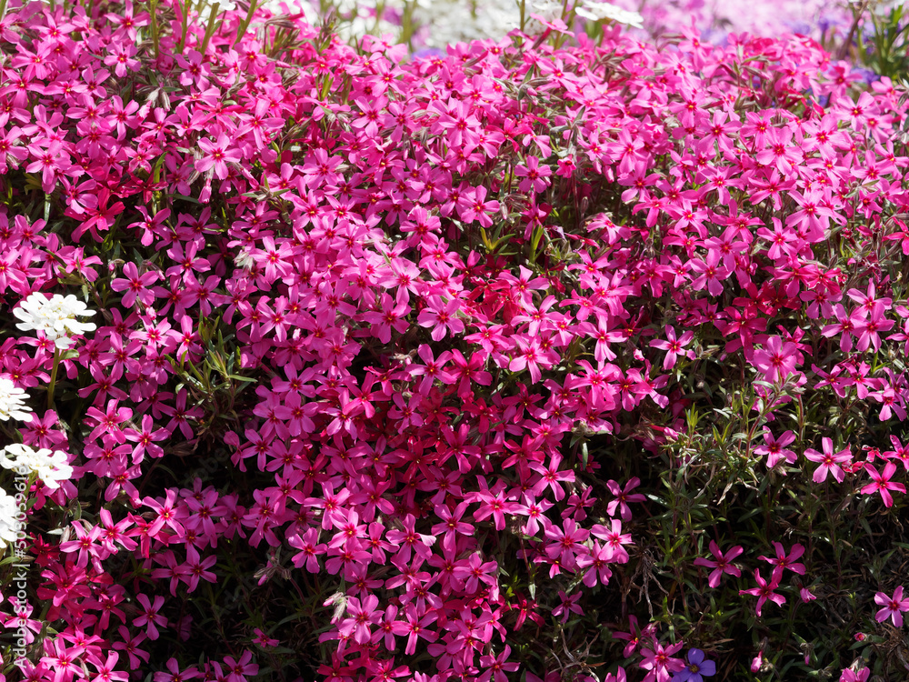 (Phlox subulata) Creeping phlox or moos phlox flowers in many varieties cultivated as a magnificent front-of-border or colorful groundcover plant (Phlox subulata) Creeping phlox or moos phlox flowers in many varieties cultivated as a magnificent front-of-border or colorful groundcover plant