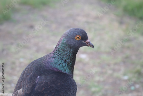 Closeup shot of a beautiful dove in a village in Cianjur on a blurred background photo