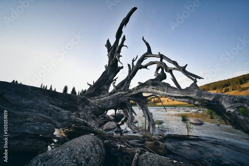 Canvas-taulu Closeup shot of a withered tree in a lake