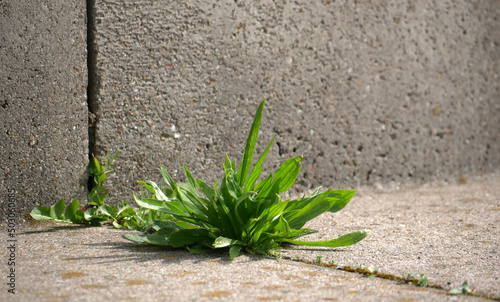 green grass growing on stones