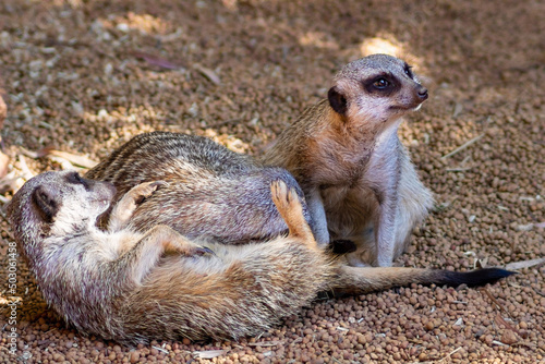 Canvas Print Cute meerkats family playing rolling fun in their natural habitat