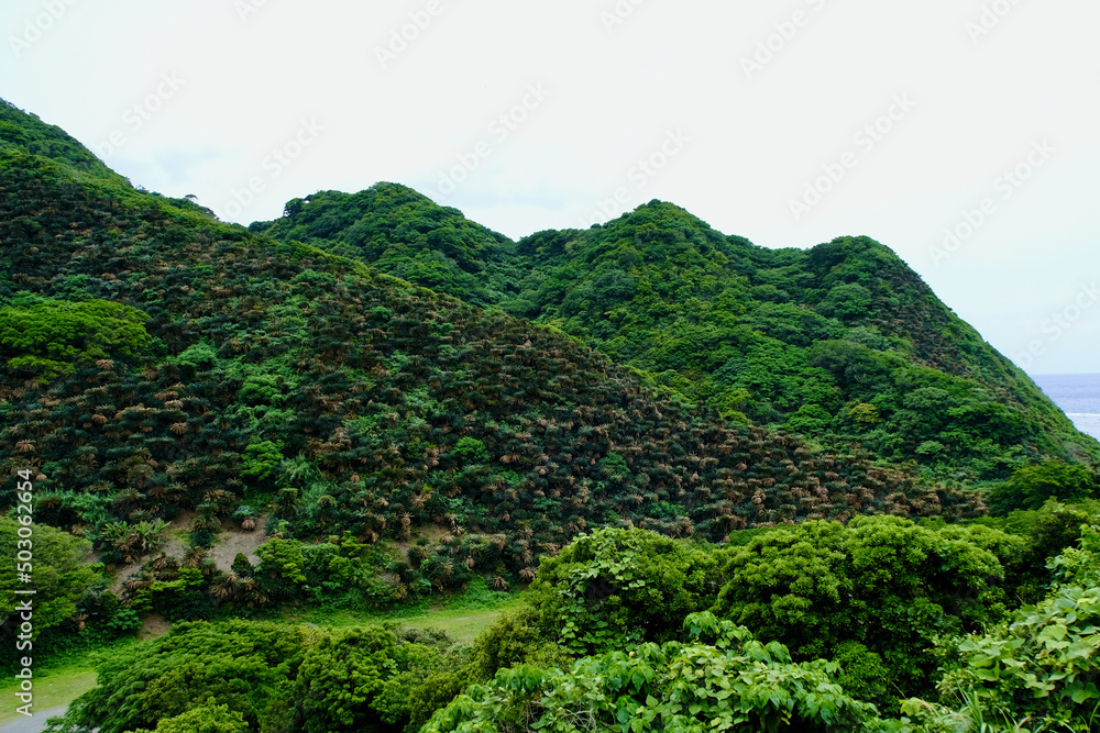 Obraz premium 【奄美大島】ソテツ群落