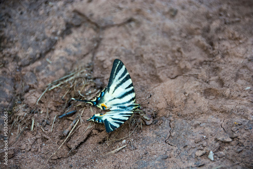 A beautiful butterfly Iphiclides podalirius (Scarce swallowtail) photo