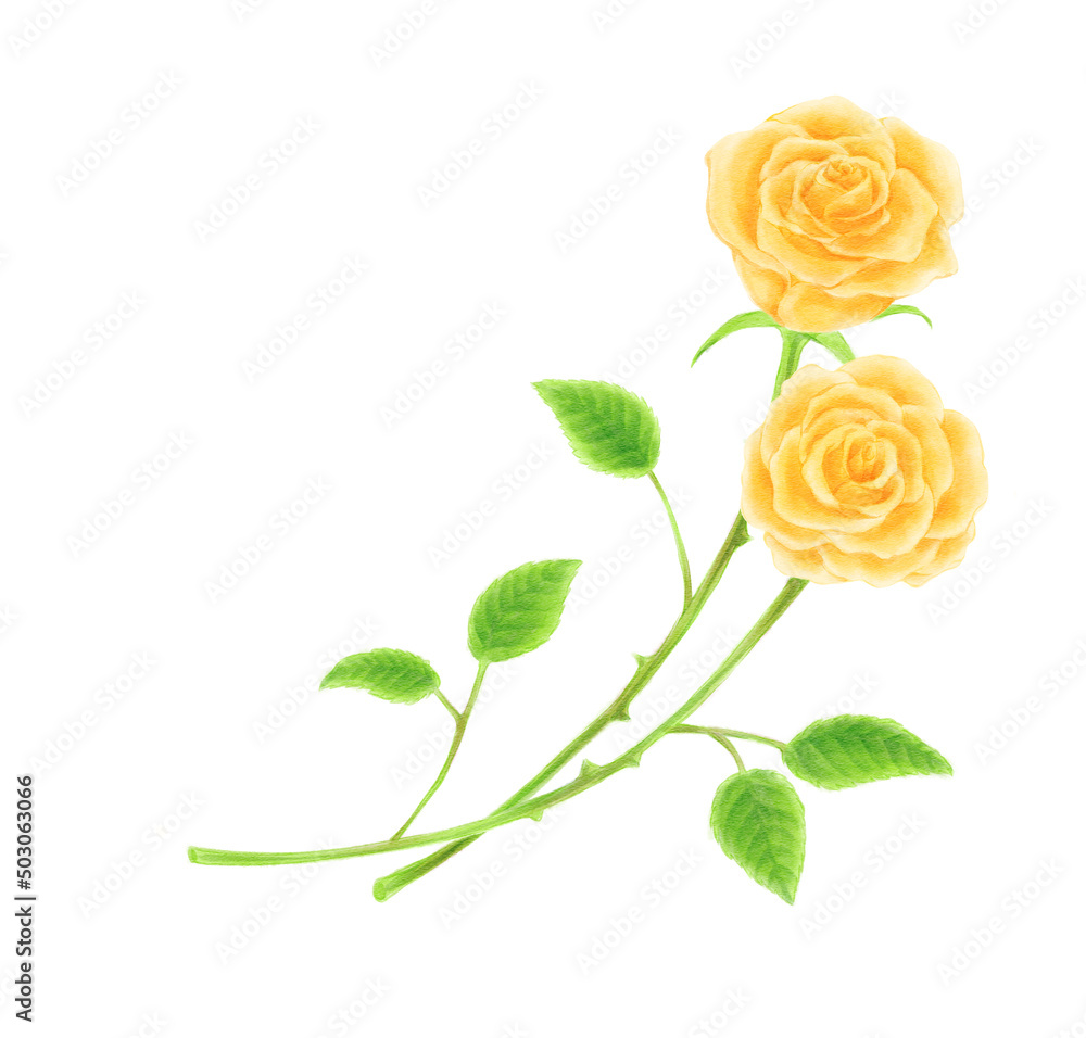 Two yellow roses drawn in digital watercolor