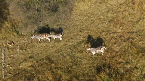 Drone shot of Zebra urinating and Zebra baby sniffing in the animals park