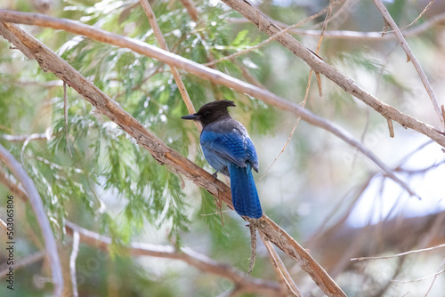 Steller's jay (Cyanocitta stelleri)  also known as long-crested jay or mountain jay on a branch photo