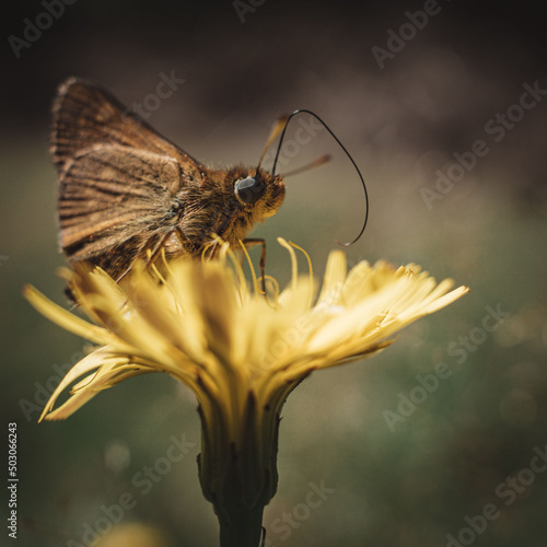 Close-up shot of a beautiful Dakota skipper on a flower in the garden