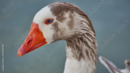 Leinwand Poster Close-up shot of a Domestic goose with orange beak on a blurred background