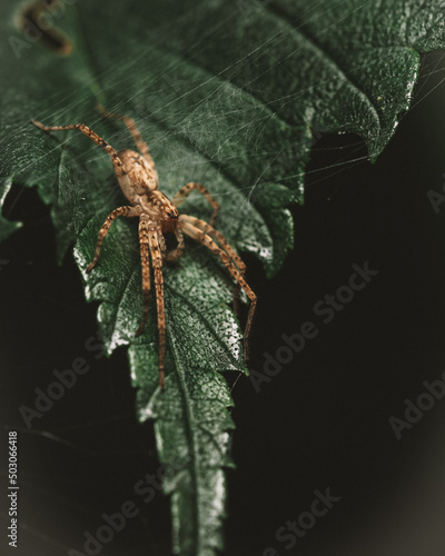 Close-up shot of an Anyphaena spider on a leaf in the garden photo