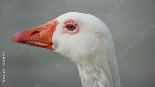 Fotografia, Obraz Close-up shot of a Domestic goose with orange beak on a blurred background