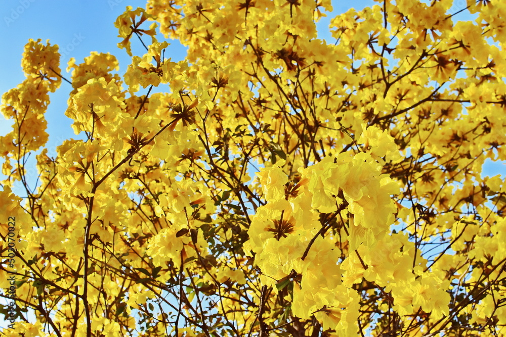 blooming Guayacan or Handroanthus chrysanthus or Golden Bell Tree under blue sky