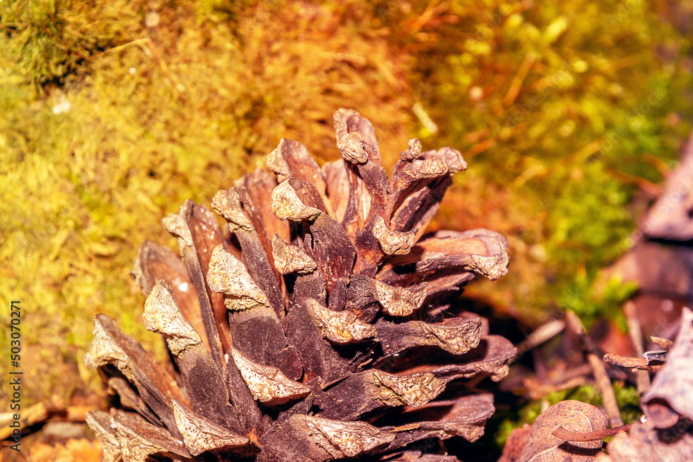 Pine cone in the woods. Forest nature. Light on the cone Pine cone in the woods. Forest nature. Light on the cone