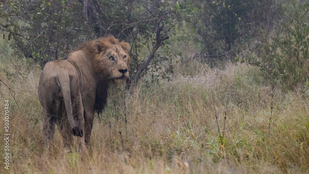 big male lion in the mist. big male lion in the mist.
